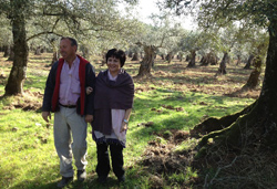 Photo As Pontis Olive Orchard